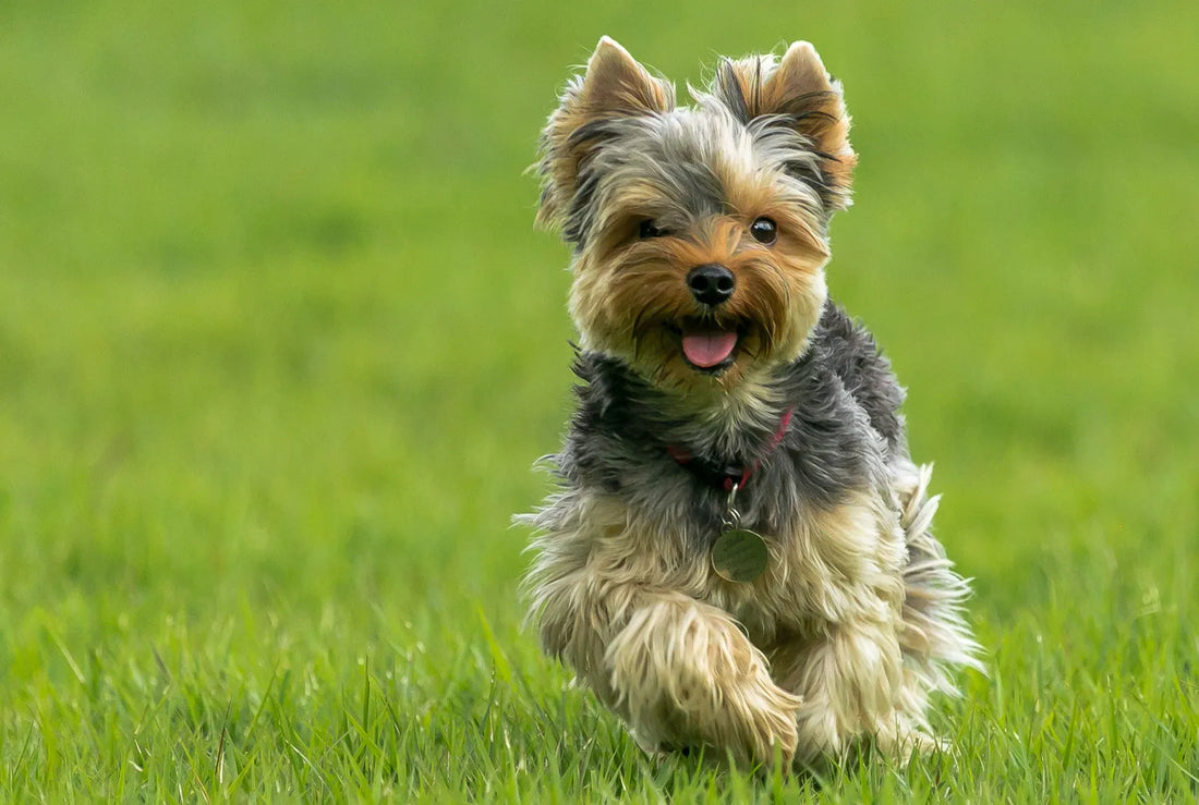Yorkshire Terrier: mały, ale bardzo odważny pupil