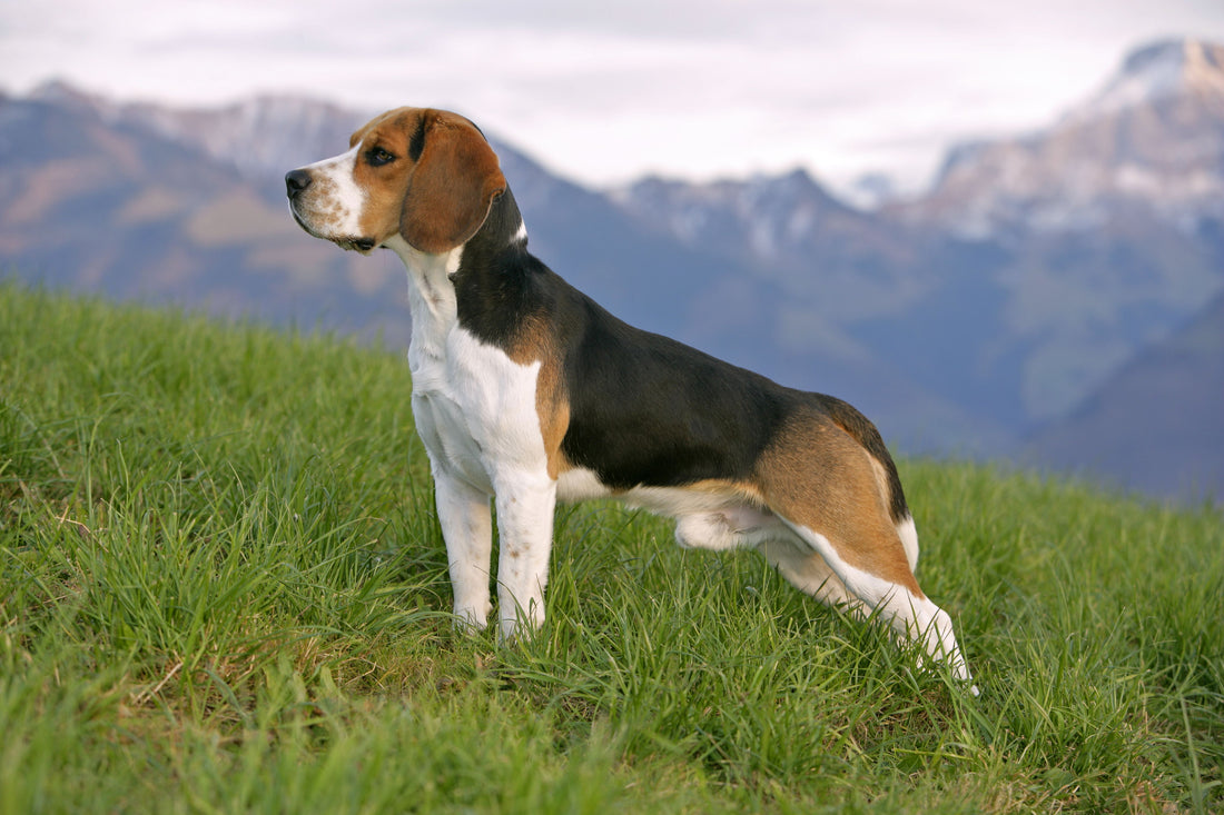 Beagle – wszystko, co musisz wiedzieć o tej rasie